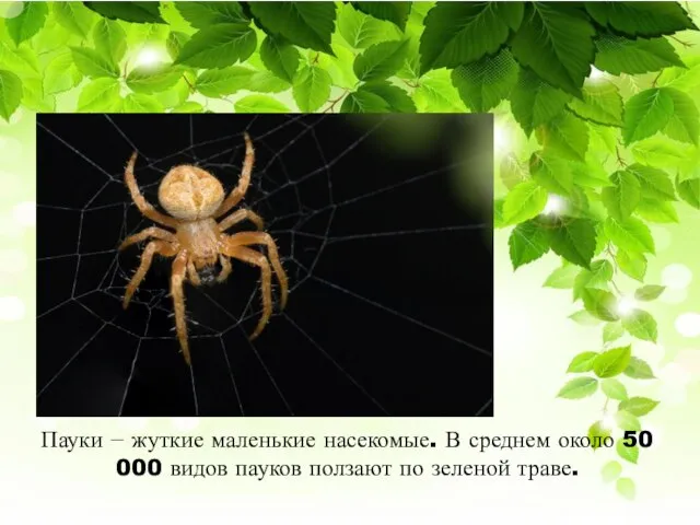 Пауки − жуткие маленькие насекомые. В среднем около 50 000 видов пауков ползают по зеленой траве.