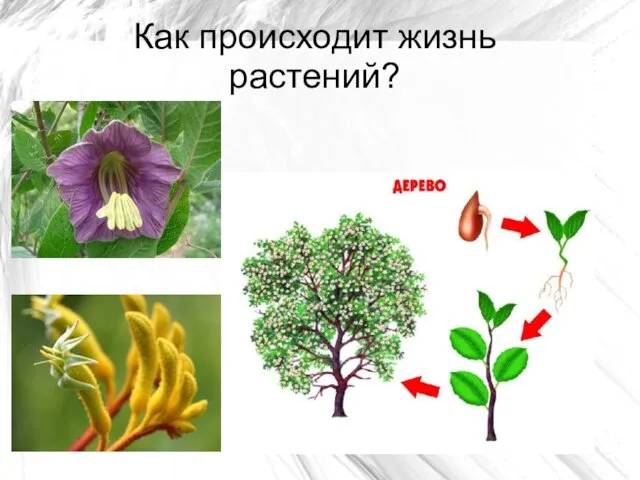 Как происходит жизнь растений? * Иванова И.Б. ГБОУ лицей № 144 Калининского района Санкт-Петербурга