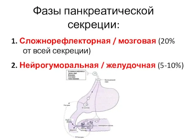 Фазы панкреатической секреции: 1. Сложнорефлекторная / мозговая (20% от всей секреции) 2. Нейрогуморальная / желудочная (5-10%)