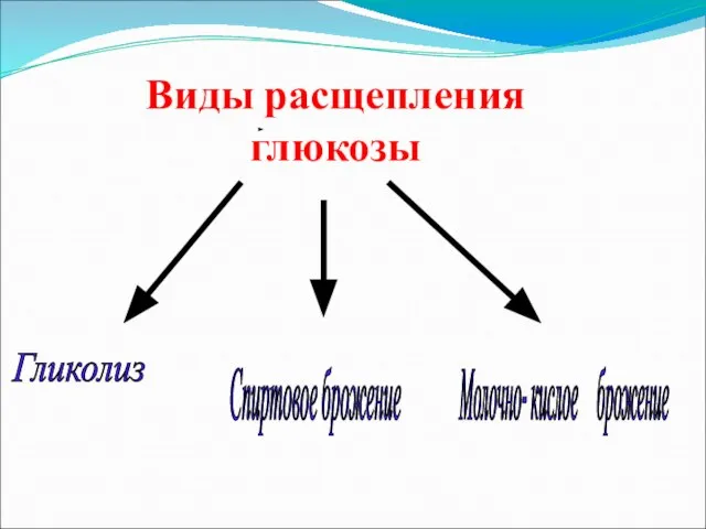 Гликолиз Спиртовое брожение Молочно- кислое брожение Виды расщепления глюкозы