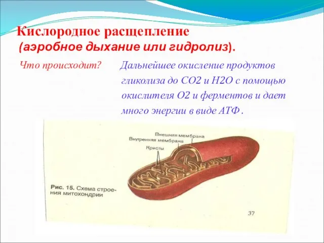 Кислородное расщепление (аэробное дыхание или гидролиз). Что происходит? Дальнейшее окисление продуктов