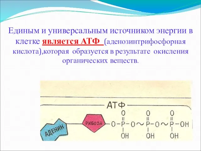 Единым и универсальным источником энергии в клетке является АТФ (аденозинтрифосфорная кислота),которая
