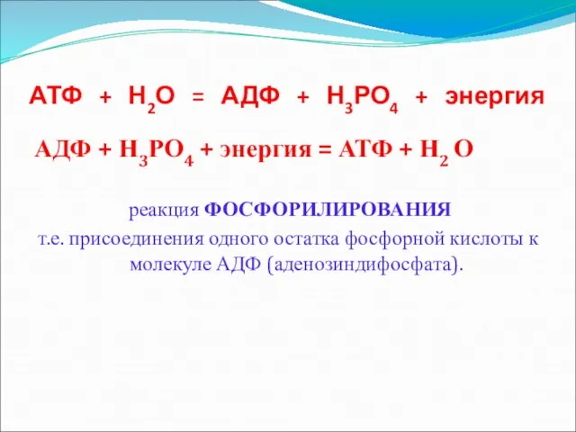 АТФ + Н2О = АДФ + Н3РО4 + энергия АДФ +