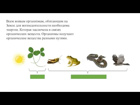 Всем живым организмам, обитающим на Земле для жизнедеятельности необходима энергия. Которая