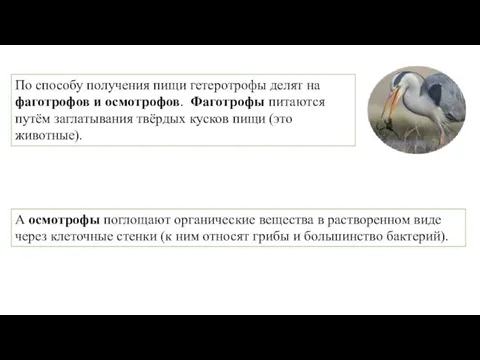 По способу получения пищи гетеротрофы делят на фаготрофов и осмотрофов. Фаготрофы