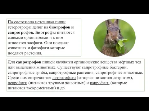 По состоянию источника пищи гетеротрофы делят на биотрофов и сапротрофов. Биотрофы