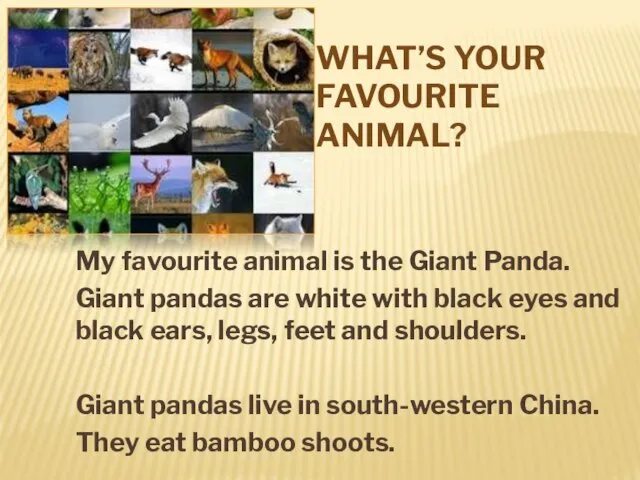 WHAT’S YOUR FAVOURITE ANIMAL? My favourite animal is the Giant Panda.