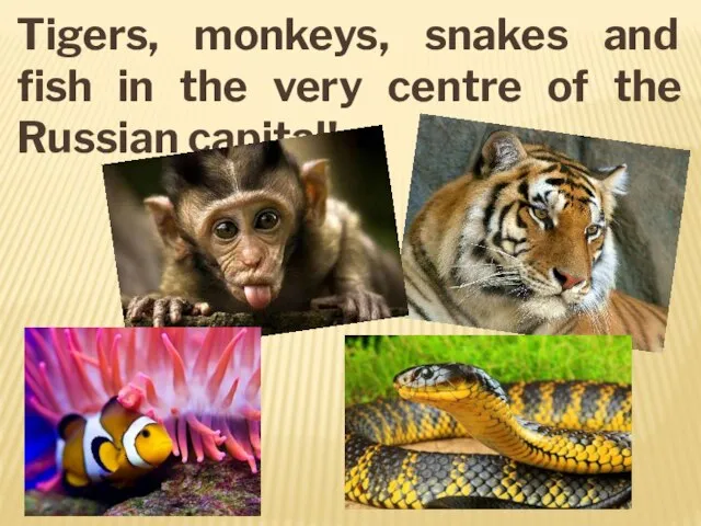 Tigers, monkeys, snakes and fish in the very centre of the Russian capital!