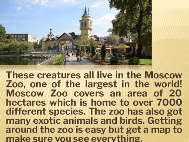 These creatures all live in the Moscow Zoo, one of the