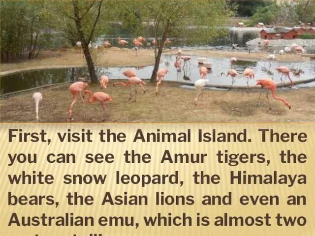 First, visit the Animal Island. There you can see the Amur