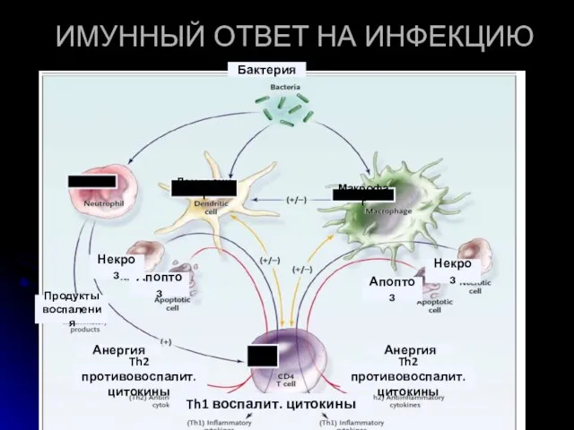 ИМУННЫЙ ОТВЕТ НА ИНФЕКЦИЮ Th1 воспалит. цитокины Th2 противовоспалит. цитокины Th2