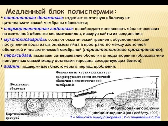 Медленный блок полиспермии: вителлиновая деламиназа: отделяет желточную оболочку от цитоплазматической мембраны