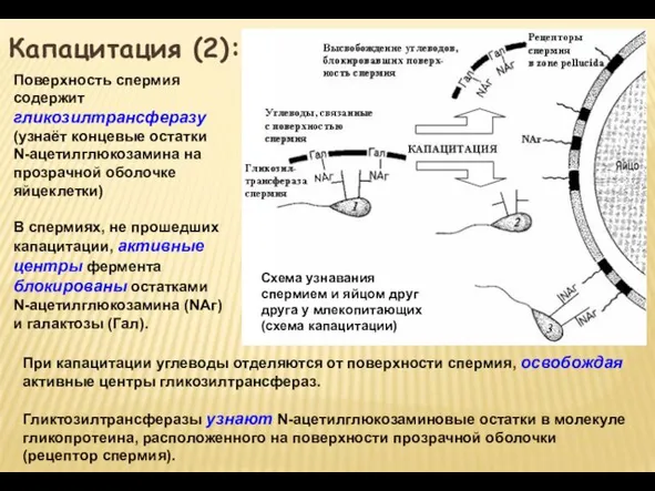 Капацитация (2): Поверхность спермия содержит гликозилтрансферазу (узнаёт концевые остатки N-ацетилглюкозамина на