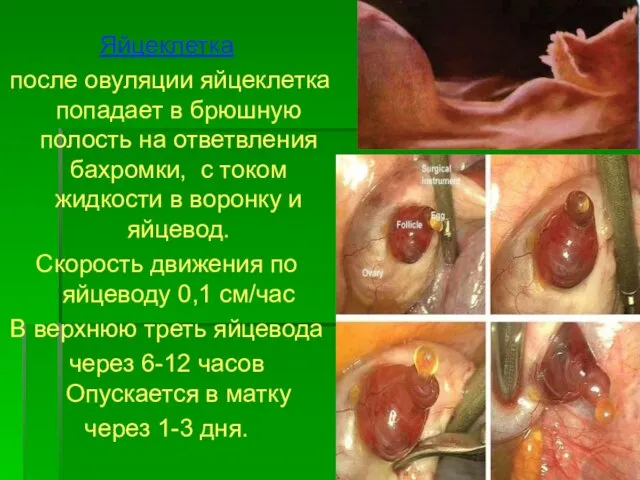 Яйцеклетка после овуляции яйцеклетка попадает в брюшную полость на ответвления бахромки,