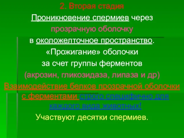 2. Вторая стадия Проникновение спермиев через прозрачную оболочку в околожелточное пространство.