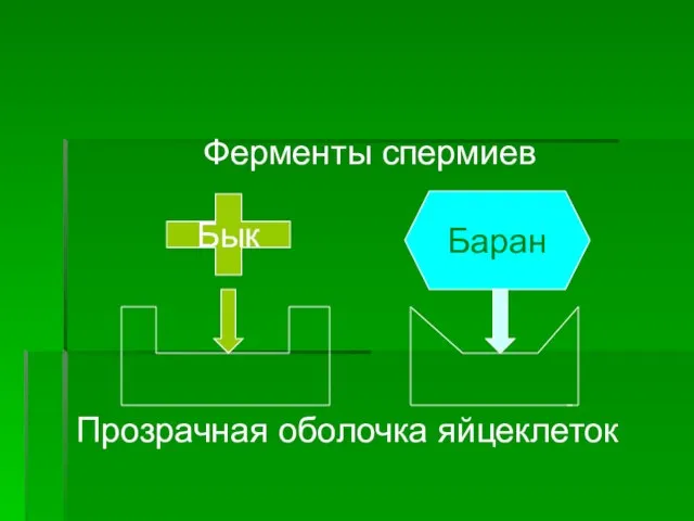 Бык Баран Ферменты спермиев Прозрачная оболочка яйцеклеток