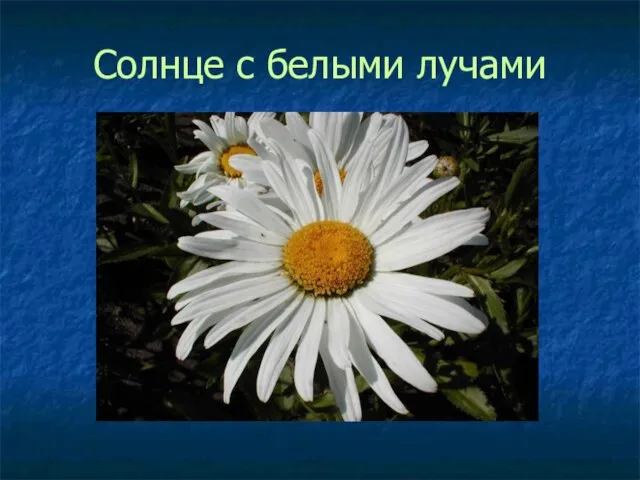 Солнце с белыми лучами