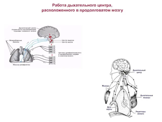 Работа дыхательного центра, расположенного в продолговатом мозгу