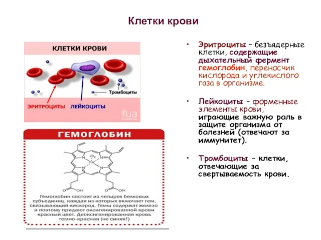 Клетки крови Эритроциты – безъядерные клетки, содержащие дыхательный фермент гемоглобин, переносчик