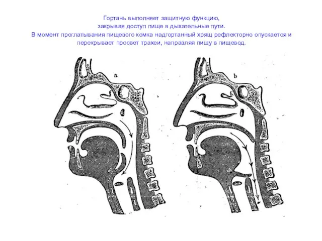Гортань выполняет защитную функцию, закрывая доступ пище в дыхательные пути. В