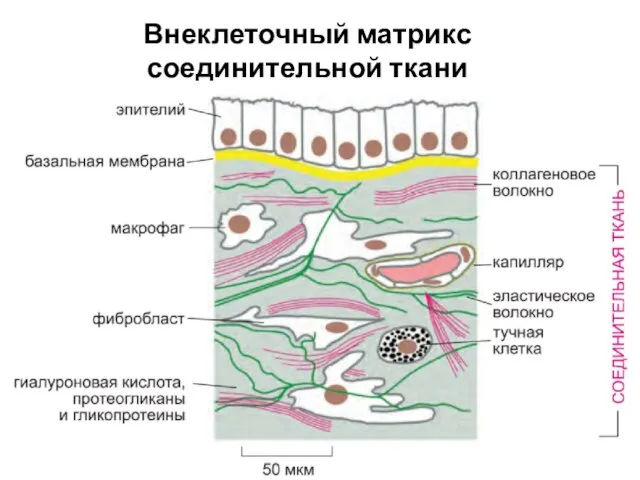 Внеклеточный матрикс соединительной ткани