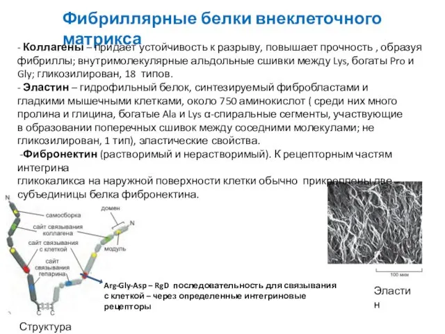 Фибриллярные белки внеклеточного матрикса Структура фибронектина Arg-Gly-Asp – RgD последовательность для