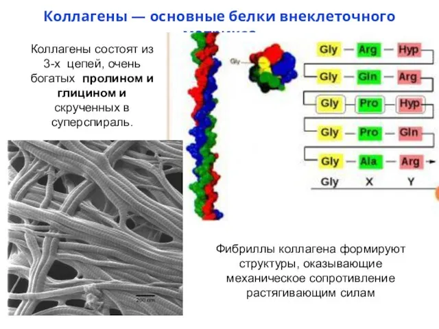 Коллагены — основные белки внеклеточного матрикса Коллагены состоят из 3-х цепей,
