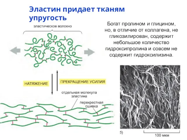 Эластин придает тканям упругость Богат пролином и глицином, но, в отличие