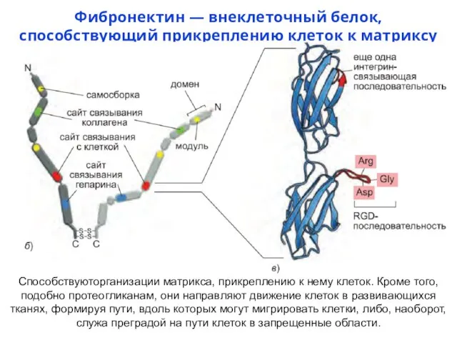 Фибронектин — внеклеточный белок, способствующий прикреплению клеток к матриксу Способствуюторганизации матрикса,