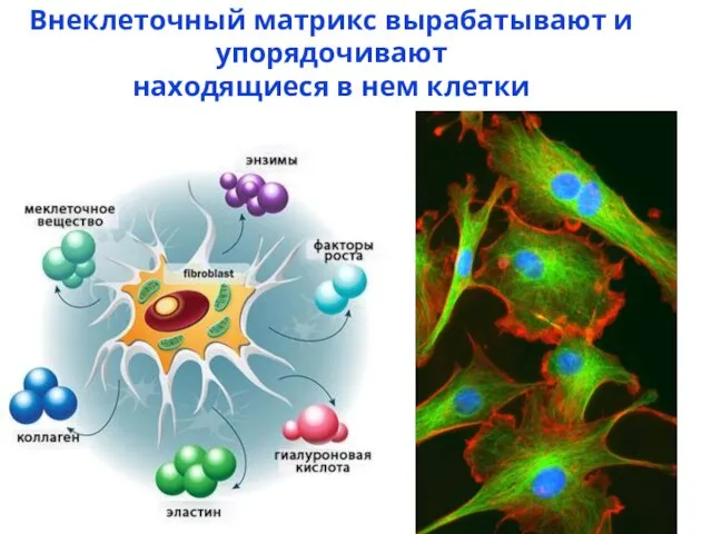 Внеклеточный матрикс вырабатывают и упорядочивают находящиеся в нем клетки