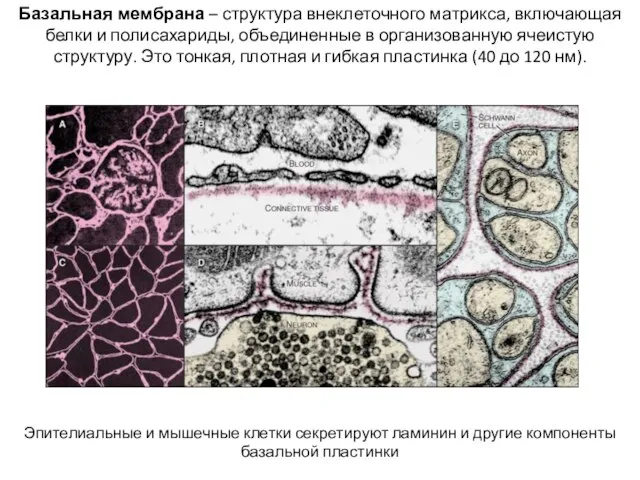 Базальная мембрана – структура внеклеточного матрикса, включающая белки и полисахариды, объединенные