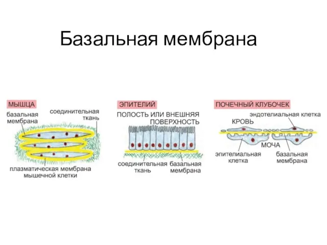 Базальная мембрана