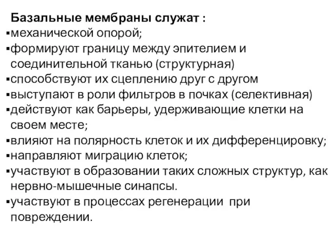 Базальные мембраны служат : механической опорой; формируют границу между эпителием и