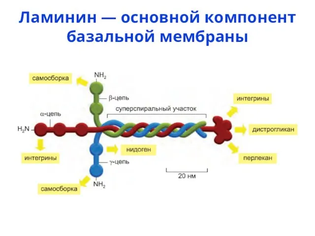 Ламинин — основной компонент базальной мембраны