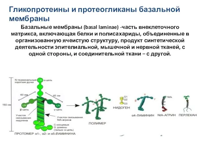 Гликопротеины и протеогликаны базальной мембраны Базальные мембраны (basal laminae) -часть внеклеточного