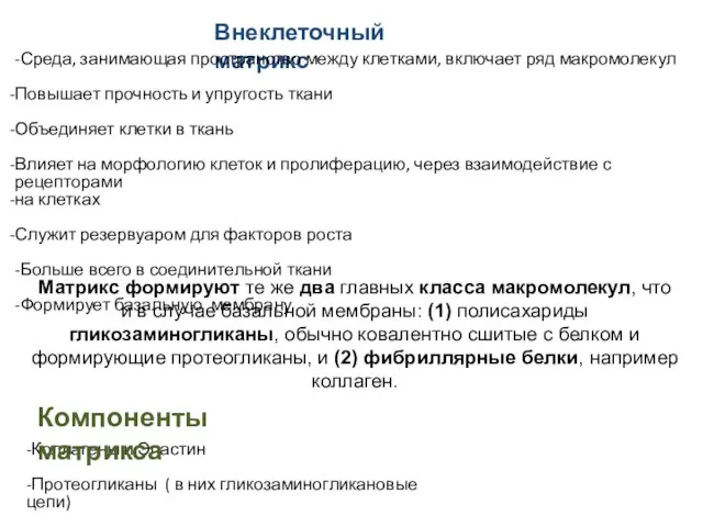 Внеклеточный матрикс -Среда, занимающая пространство между клетками, включает ряд макромолекул Повышает