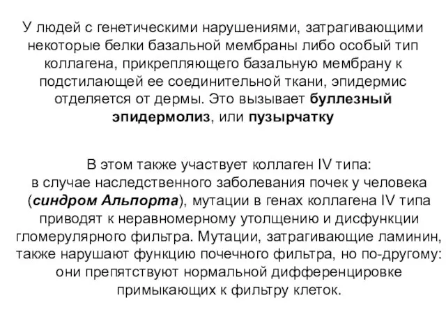 У людей с генетическими нарушениями, затрагивающими некоторые белки базальной мембраны либо