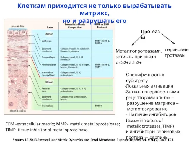 ECM -extracellular matrix; MMP- matrix metalloproteinase; TIMP- tissue inhibitor of metalloproteinase.