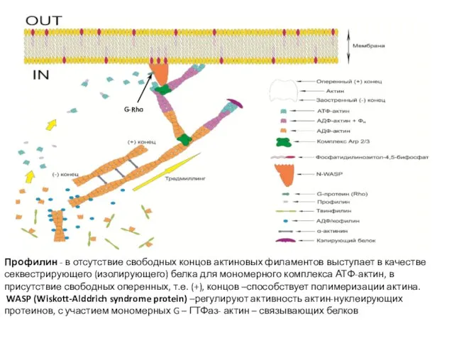 Профилин - в отсутствие свободных концов актиновых филаментов выступает в качестве