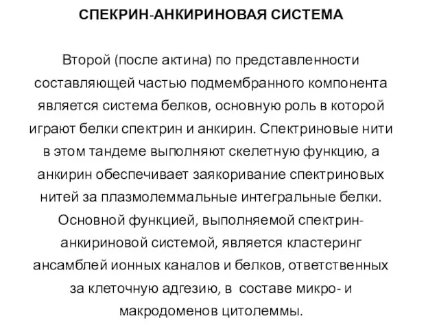 СПЕКРИН-АНКИРИНОВАЯ СИСТЕМА Второй (после актина) по представленности составляющей частью подмембранного компонента