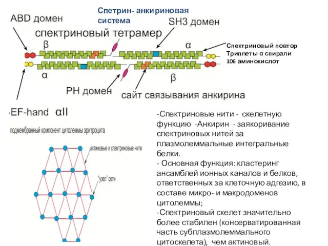 Спетрин- анкириновая система -Спектриновые нити - скелетную функцию -Анкирин - заякоривание