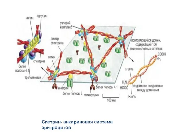 Спетрин- анкириновая система эритроцитов