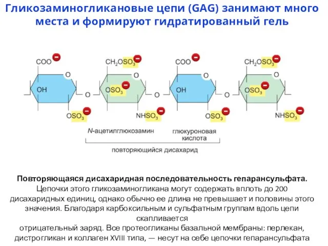 Гликозаминогликановые цепи (GAG) занимают много места и формируют гидратированный гель Повторяющаяся