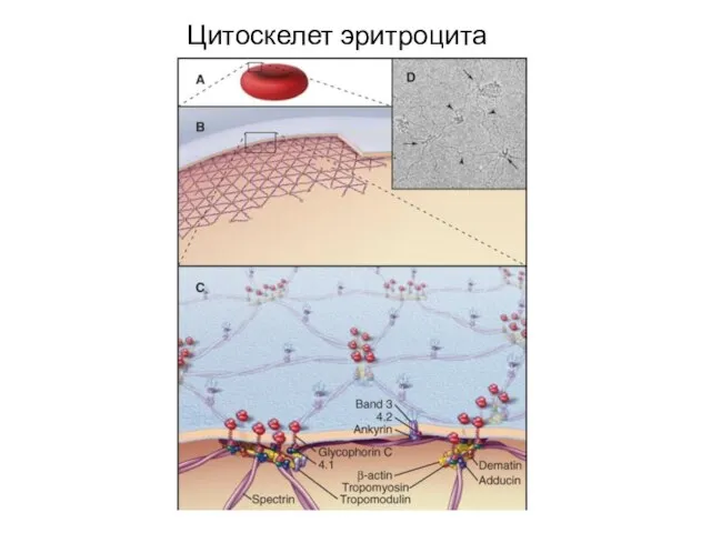 Цитоскелет эритроцита