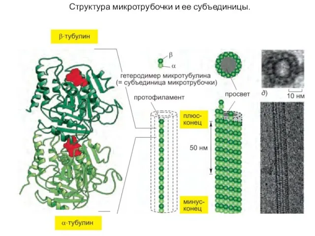 Структура микротрубочки и ее субъединицы.