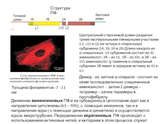 Структура ПФ Димер - из витков α-спирали - состоит из семи