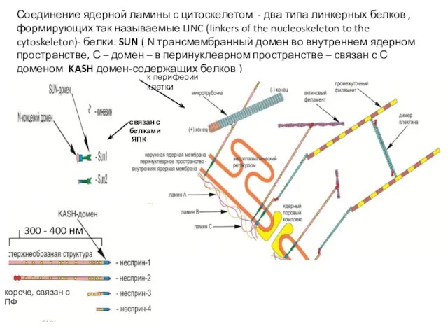 Соединение ядерной ламины с цитоскелетом - два типа линкерных белков ,