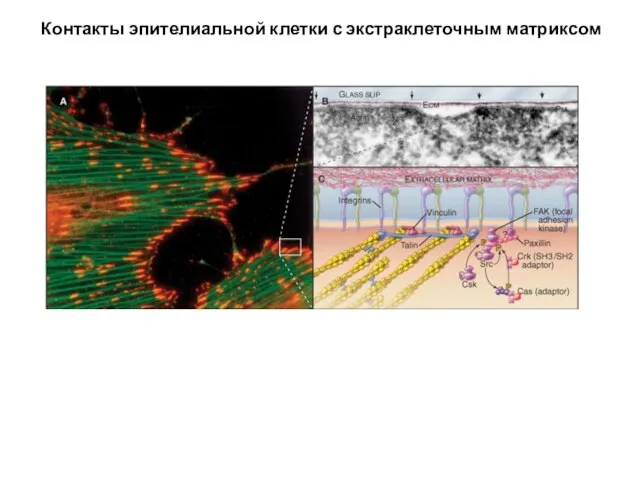 Контакты эпителиальной клетки с экстраклеточным матриксом