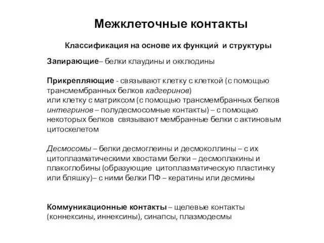 Межклеточные контакты Классификация на основе их функций и структуры Запирающие– белки