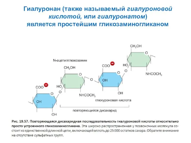 Гиалуронан (также называемый гиалуроновой кислотой, или гиалуронатом) является простейшим гликозаминогликаном